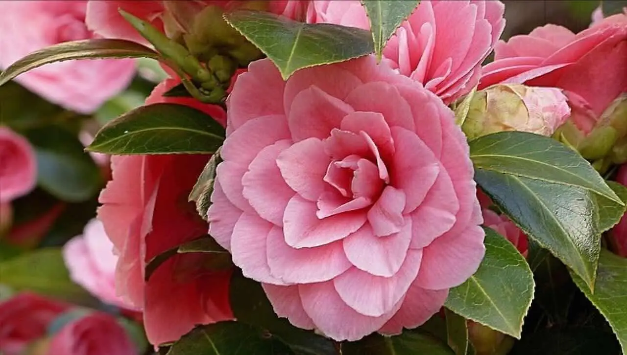 Non crederai ai tuoi occhi quando vedrai il fiore più raro del mondo: fiorisce solo ogni 10 anni