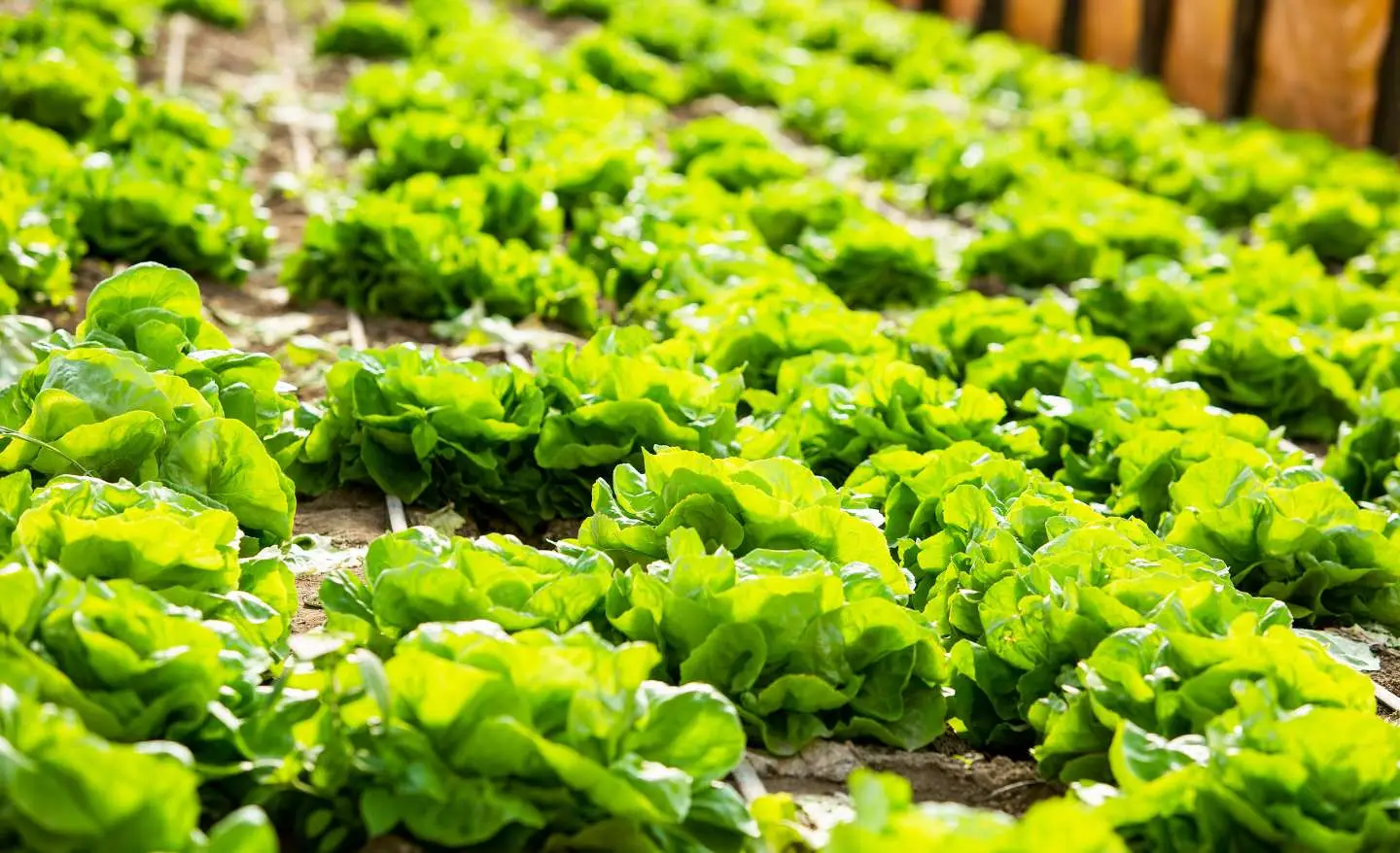 Stai bagnando l’insalata nel modo sbagliato: ecco l’errore che la fa marcire