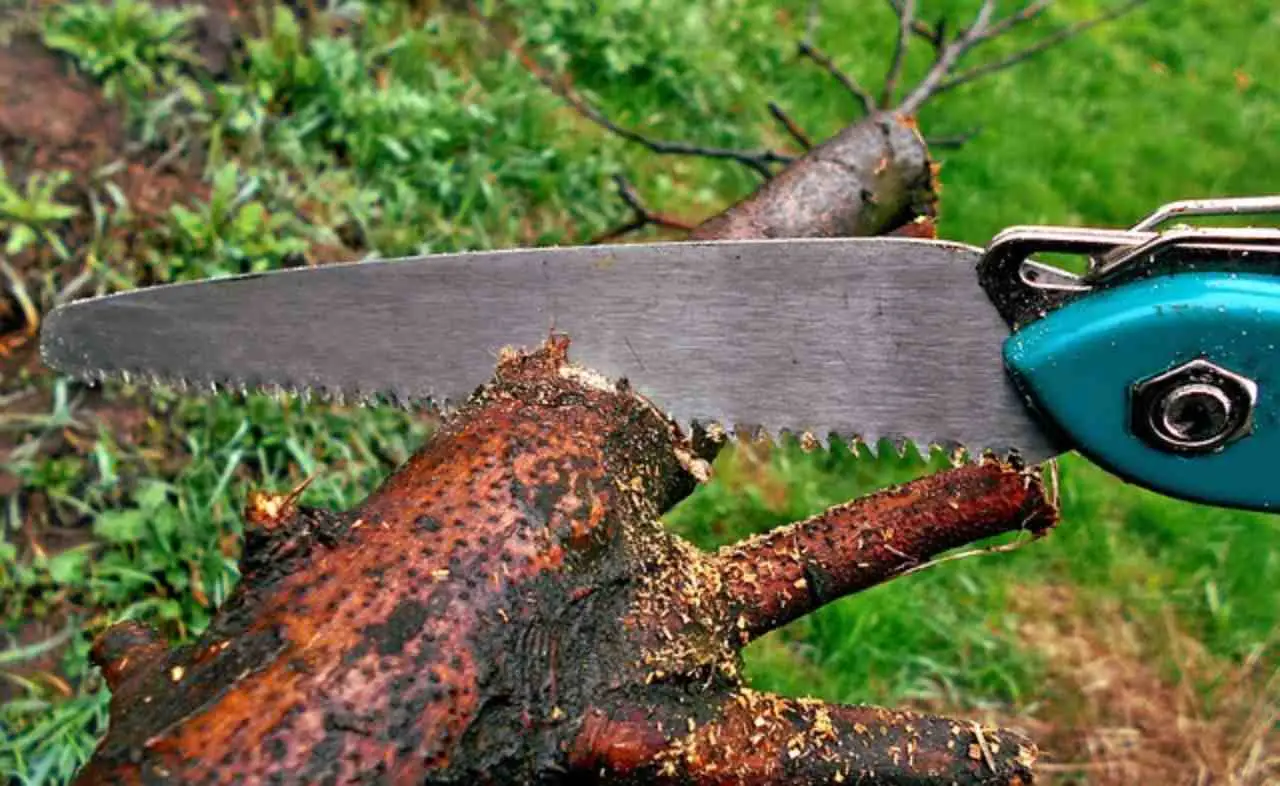 Come si chiama il seghetto del falegname? L’errore che fanno tutti in casa