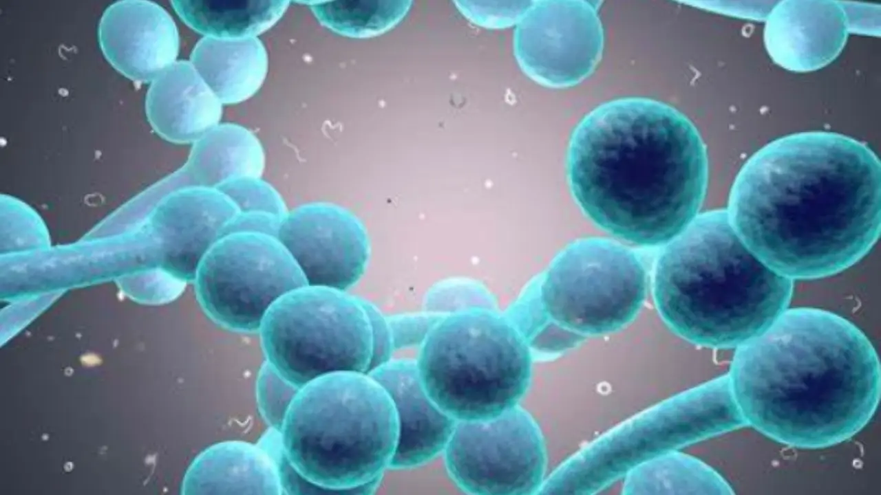 Il più potente antitumorale naturale secondo la scienza: ecco quale alimento è