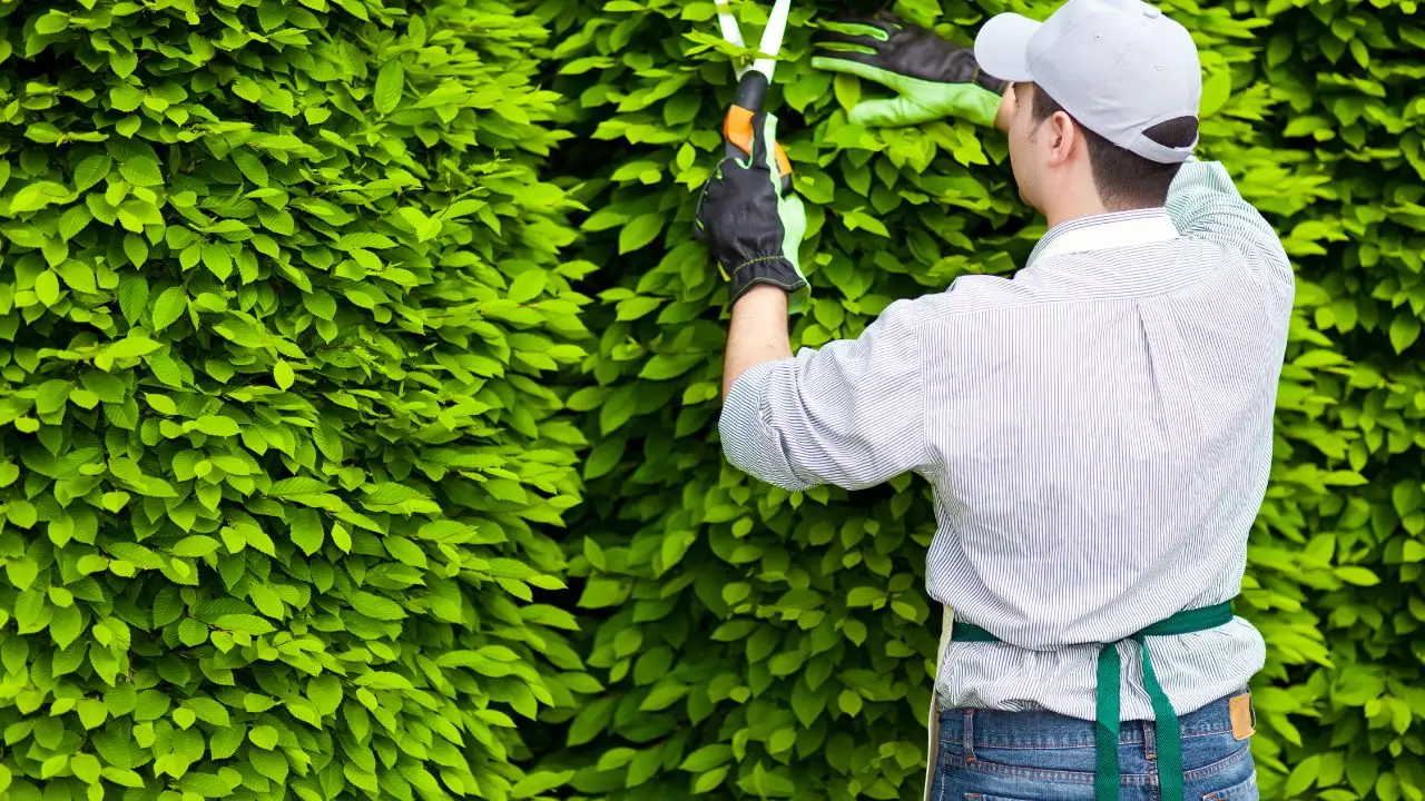 Vuoi diventare giardiniere professionista? Ecco il percorso di studi necessario